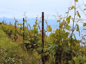 Perbedaan Hak Milik, Hak Pakai, dan Hak Guna Bangunan dalam Hukum Pertanahan