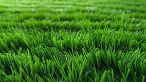 Jenis-Jenis Rumput Sintetis Terbaik untuk Lapangan Bola Mini (Outdoor & Indoor)